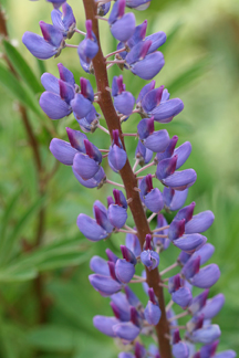 Lupinus Perennis